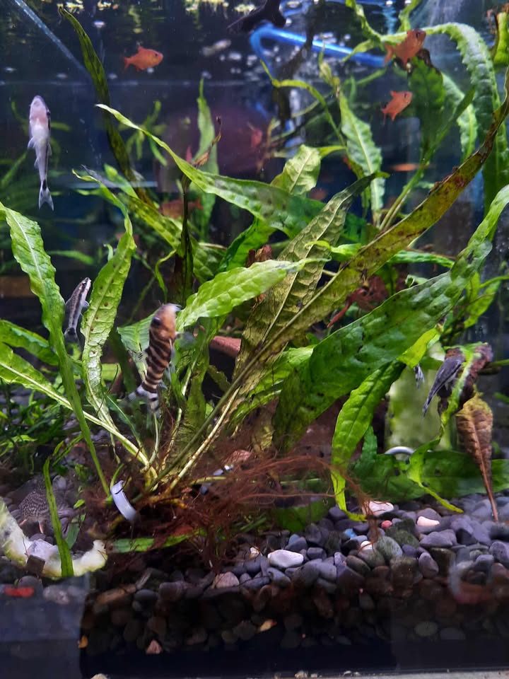 Java Fern