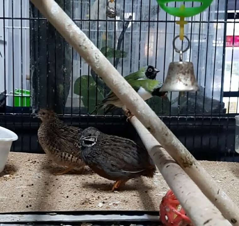 Chinese Quail Pairs