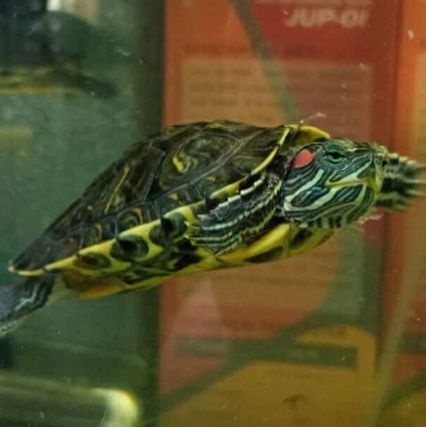 Red-Eared Slider Turtles Care Sheet