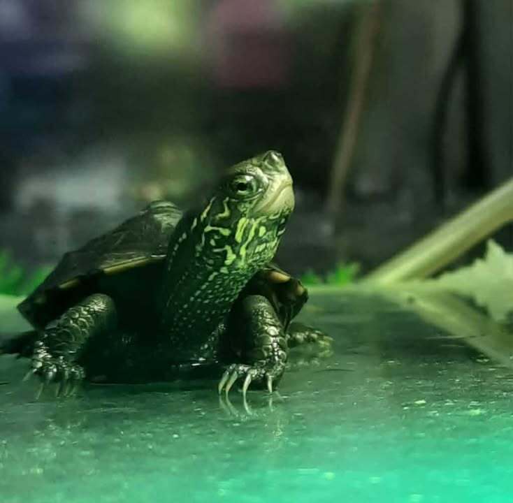 Reeves Turtles Care Sheet